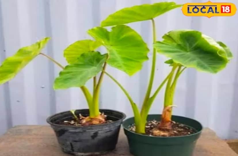 এটি একটি আর্দ্রতাপ্রেমী উদ্ভিদ, তাই নিয়মিত জল দিতে হবে। গ্রীষ্মকালে প্রতিদিন হালকা সেচ দিতে হবে, তবে খুব বেশি জলও আবার দেওয়া যাবে না, তাতে শিকড় পচে যাবে। প্রতি ১৫-২০ দিন অন্তর তরল সার বা জৈব সার যোগ করতে হবে, এটি পাতা দ্রুত বেরিয়ে আসতে এবং বড় হতে সাহায্য করে।