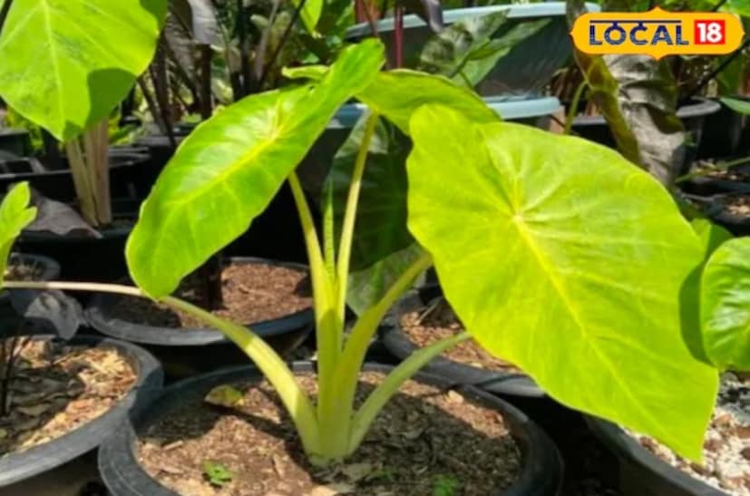 প্রায় ২-৩ মাস পরে কচুর বড় এবং সবুজ পাতাগুলি খাওয়ার উপযুক্ত হয়ে ওঠে। এগুলো ছুরি দিয়ে কেটে তখন ব্যবহার করা যেতে পারে। মনে রাখতে হবে যে, একবারে সব পাতা ছেঁড়া উচিত নয়, অন্যথায় গাছটি দুর্বল হয়ে যাবে।