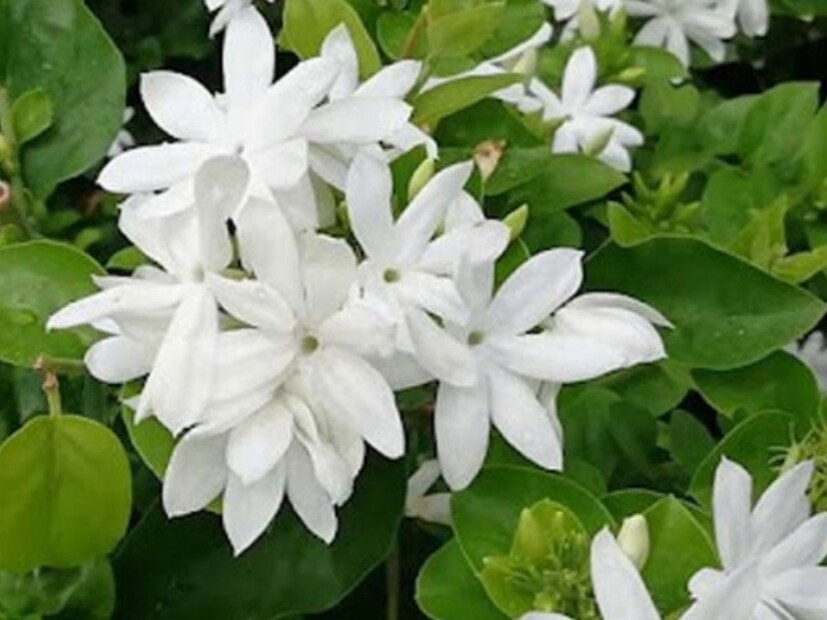 জুঁই, হাসনুহানা, রজনীগন্ধার মতো তীব্র, মিষ্টি গন্ধযুক্ত ফুলের গাছ বাড়িতে রাখা সাপকে আকর্ষণ করে বলেই জানান কিছু জনে। তাই পারলে এগুলিও দূরে রাখাই ভাল। 
