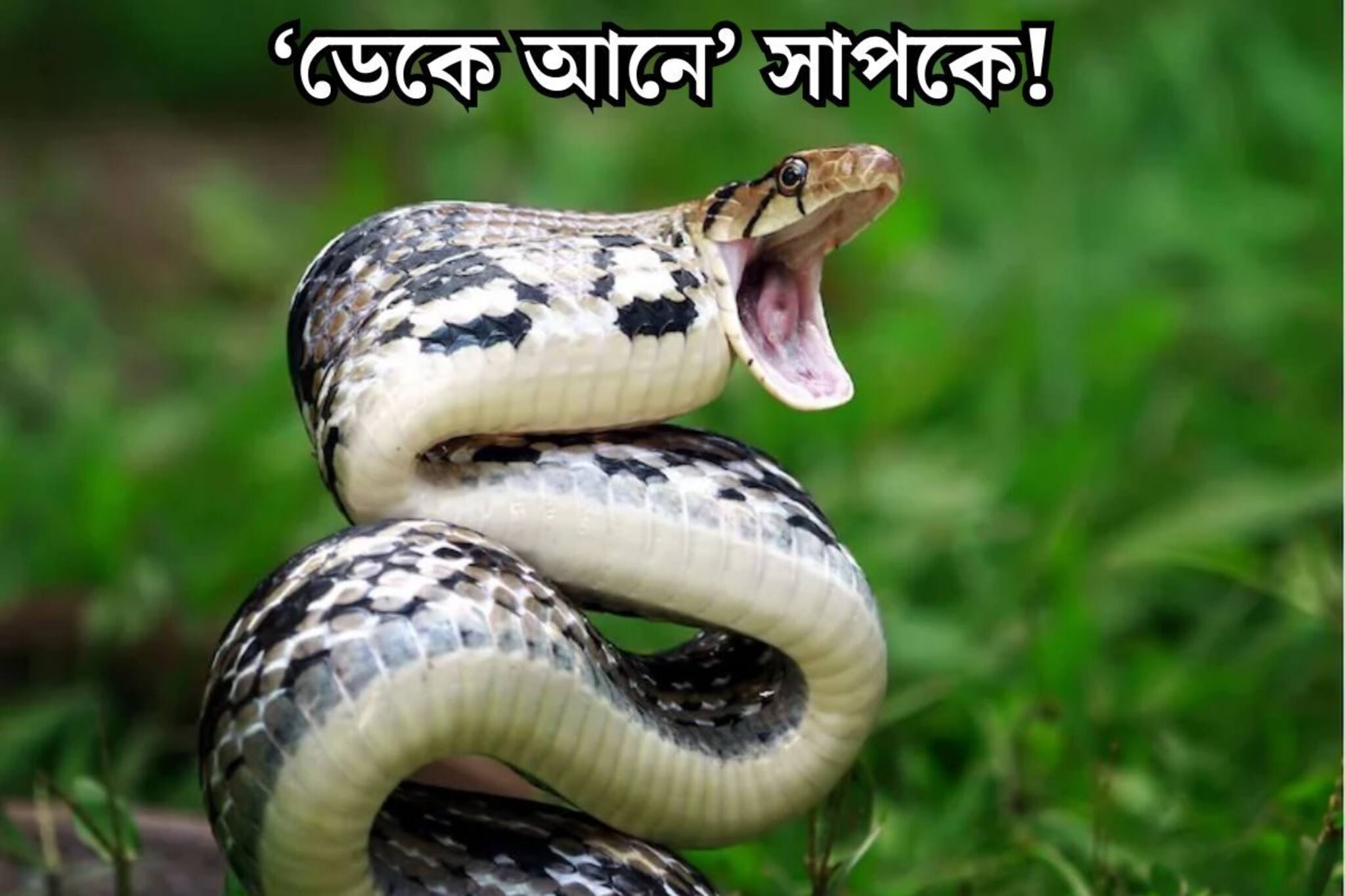 বাড়িতে বা বাড়ির আশপাশে থাকলে এখনই সরিয়ে ফেলুন! এই ৫ জিনিসই ‘ডেকে আনে’ সাপকে