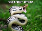 বাড়িতে বা বাড়ির আশপাশে থাকলে এখনই সরিয়ে ফেলুন! এই ৫ জিনিসই ‘ডেকে আনে’ সাপকে