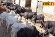 গবাদি পশুকে এই চকোলেট একবার খাইয়ে দেখুন, মুখে গেলেই অনেক দুধ দেবে ! স্বাস্থ্যও হবে ঝলমলে
