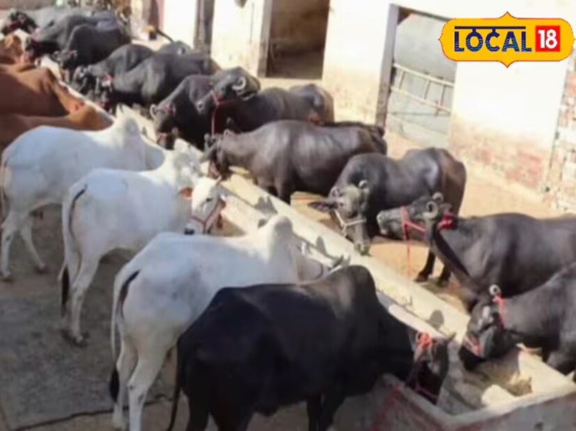 সবার আগে একটা কথা স্পষ্টাস্পষ্টি জানিয়ে দেওয়া উচিত হবে। মানুষ যে সব চকোলেট খায়, তার কোনওটারই কথা এখানে বলা হচ্ছে না। পশুদের জন্য আছে এক বিশেষ ধরনের চকোলেট, গবাদি পশু বা গরু-মোষের জন্য তা বিশেষ উপকারী সাব্যস্ত হতে পারে। আসলে বিজ্ঞানীরা গবাদি প্রাণীদের জন্য একটি বিশেষ চকোলেট তৈরি করেছেন। এটি কোনও সাধারণ মিষ্টি চকোলেট নয়, বরং পুষ্টিতে ভরপুর একটি পশু চকোলেট।