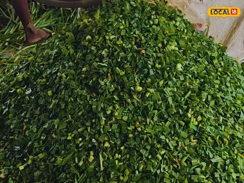 অনেক সময় পশুপালকরা কেবল সবুজ পশুখাদ্য বা শুকনো পশুখাদ্য খাইয়েই সন্তুষ্ট থাকেন। কিন্তু তাতে প্রয়োজনীয় সমস্ত পুষ্টি উপাদান থাকে না। এর ফলে দুধের পরিমাণ কমে যায় এবং পশুরা ঘন ঘন অসুস্থ হতে শুরু করে। এই চকোলেট একটি সস্তা এবং সহজ বিকল্প যা পুষ্টির অভাব পূরণ করে। বিশ্বের অনেক দেশেই দুধ উৎপাদনকারী পশুদের চকোলেট বা বেকারির উপজাত খাবার খাওয়ানো হয়। 