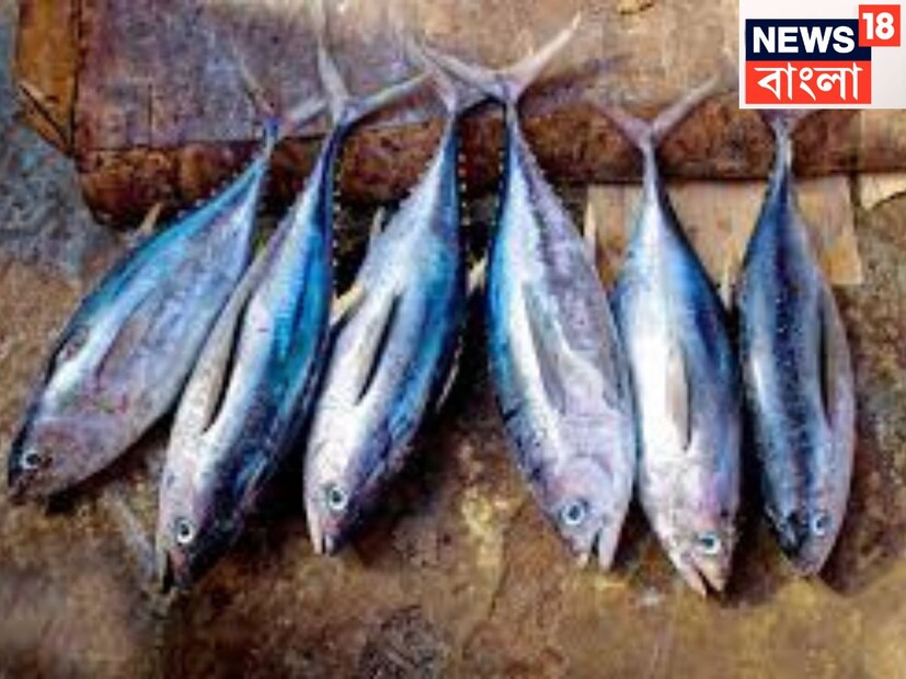 তুনা বা সার্ডিন মাছ অত্যন্ত ভাল শরীরের জন্য এতে অত্যন্ত কম পরিমাণে ফ্যাট থাকে ৷ শুধুই লো ফ্যাট নয়, শক্তির পাওয়ার হাউজ ৷ প্রোটিন, ভিটামিনে পরিপূর্ণ ৷ প্রতীকী ছবি ৷