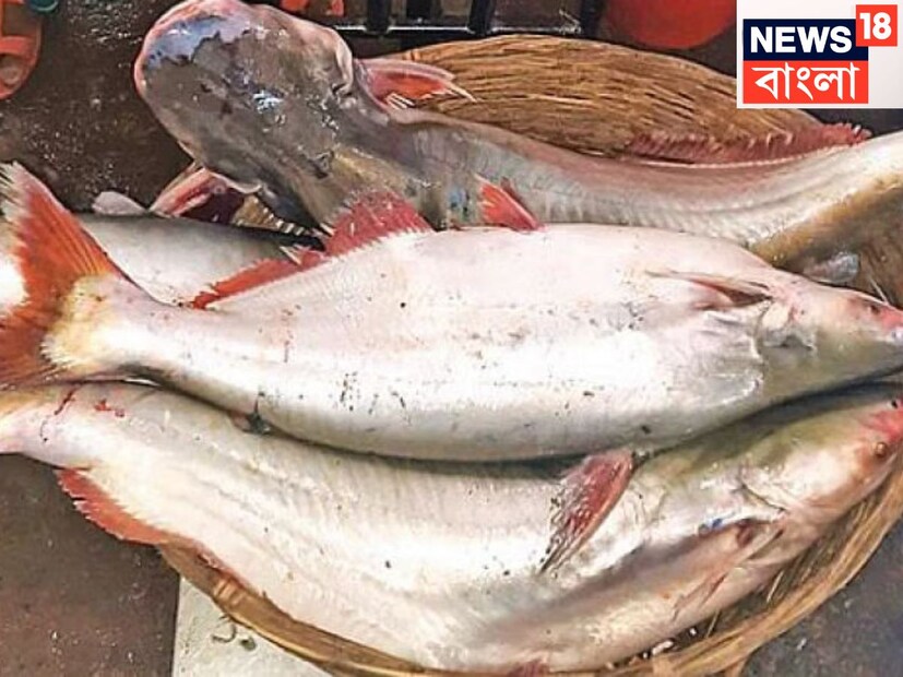 বিভিন্ন ক্ষেত্রে এই মাছ ব্যবহৃত হয়ে থাকে ৷ রান্না, করাতে গ্রিল করতে, বাটার সস ও হালকা ধরনের নানান রেসিপিতে কাজে লাগে ৷ প্রতীকী ছবি ৷