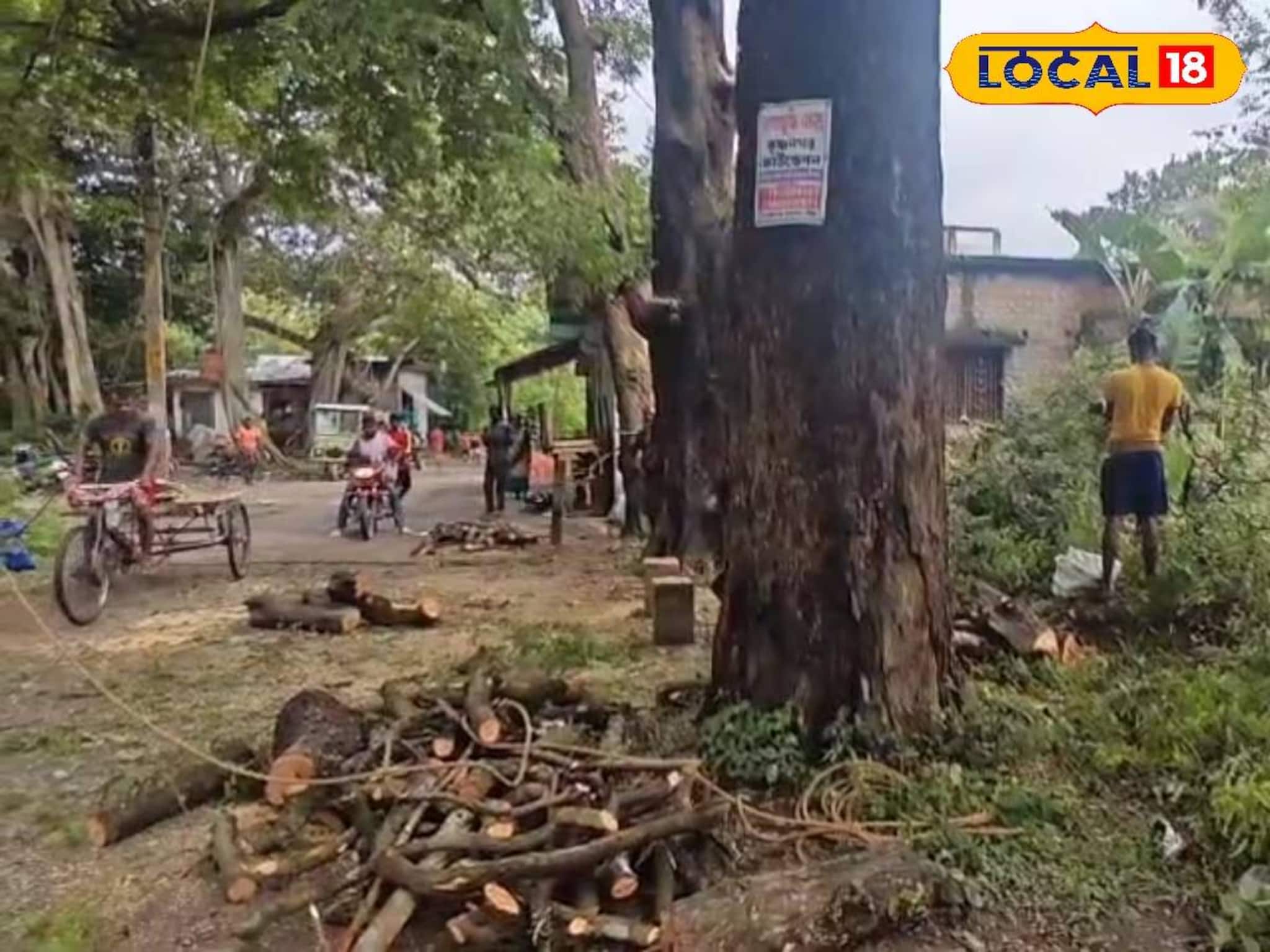 নির্বিচারে কাটা হচ্ছিল শতাব্দী প্রাচীন গাছ! প্রশাসনকে খবর দিতেই ঘুরে গেল 'খেলা'!