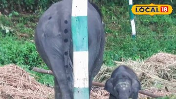 হস্তিশাবক