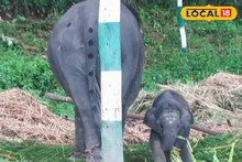 কখনও হাত ধরে টানছে, কখনও লুকোচুরি খেলছে! ছোট্ট মেঘলার দুষ্টুমিতে ডুয়ার্স জুড়ে খুশির আমেজ