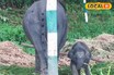 কখনও হাত ধরে টানছে, কখনও লুকোচুরি খেলছে! ছোট্ট মেঘলার দুষ্টুমিতে ডুয়ার্স জুড়ে খুশির আমেজ