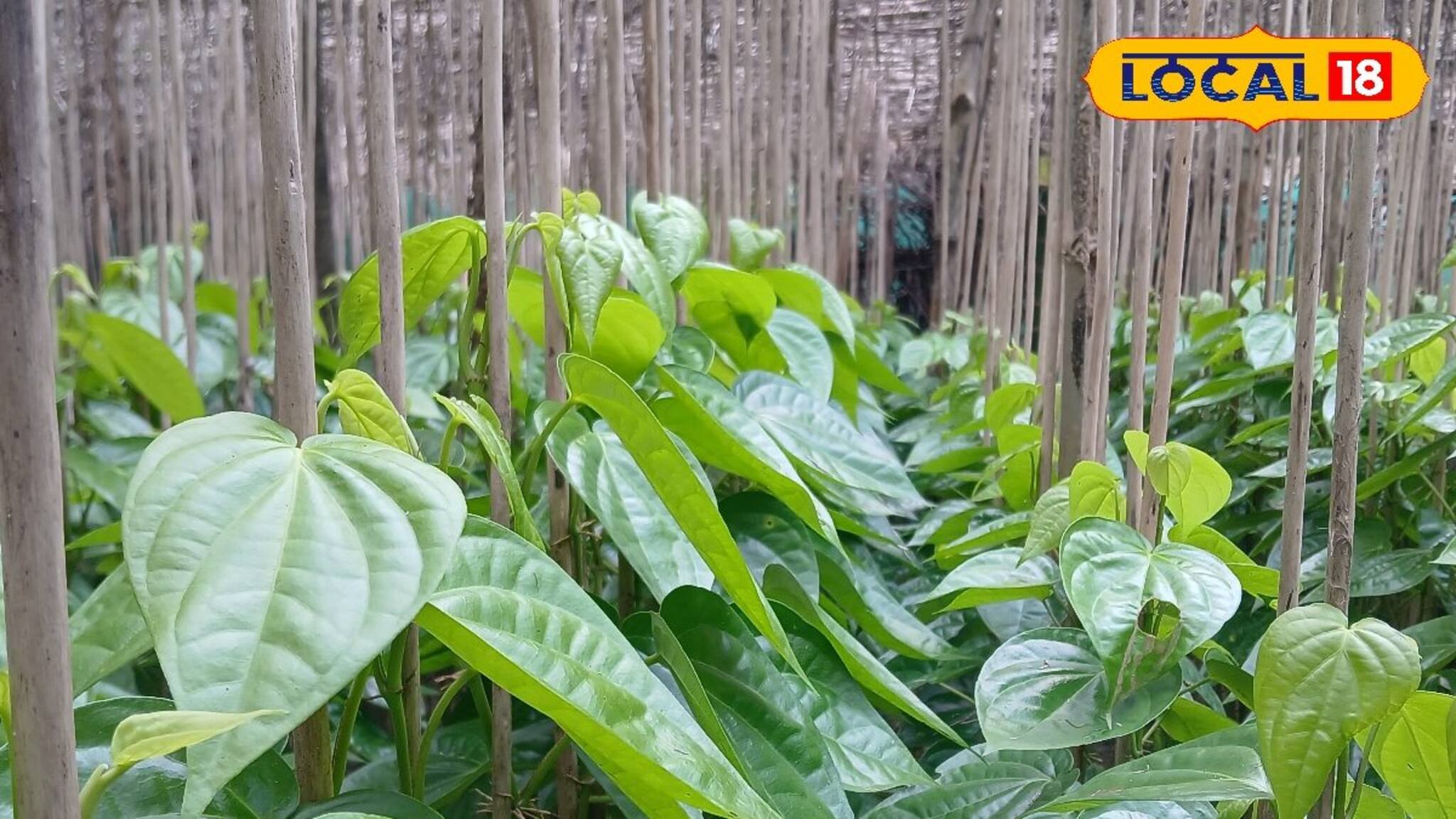 Betel Leaf: ২ টাকা থেকে ৭৫ পয়সায় ঠেকেছে দাম! বাজারে চরম মন্দা, পান চাষের বিদায় ঘন্টা বাজল বলে