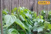 ২ টাকা থেকে ৭৫ পয়সায় ঠেকেছে দাম! পান চাষের বিদায় ঘন্টা বাজল বলে