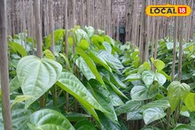 ২ টাকা থেকে ৭৫ পয়সায় ঠেকেছে দাম! পান চাষের বিদায় ঘন্টা বাজল বলে