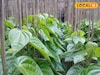 ২ টাকা থেকে ৭৫ পয়সায় ঠেকেছে দাম! পান চাষের বিদায় ঘন্টা বাজল বলে