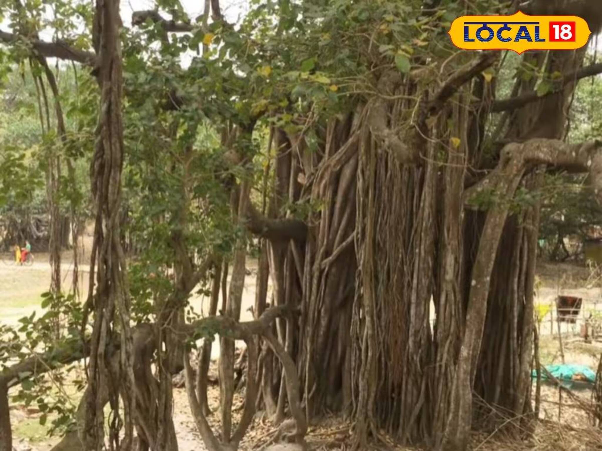 বয়স পেরিয়েছে ৫০০ বছর! গোরাতলার পবিত্র বটগাছের ইতিহাস আজও অনেকের অজানা