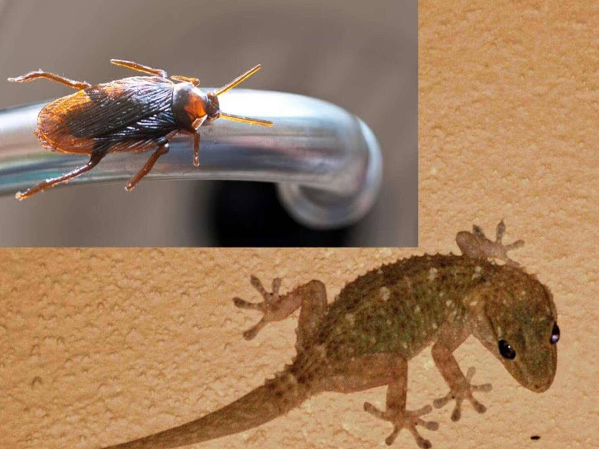 Lizard, Cockroach: ঘর মোছার বালতিতে এই কয়েক জিনিসের যেটা খুশি মিশিয়ে দেখুন, আরশোলা-টিকটিকি বাড়ির ত্রিসীমানায় ঘেঁষবে না !