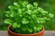 ঘরে পড়ে আর নষ্ট হবে না, দেখে নিন ৬ ধাপে অতি সহজে বাড়িতেই ধনেপাতা চাষের ম্যাজিক ফর্মুলা !