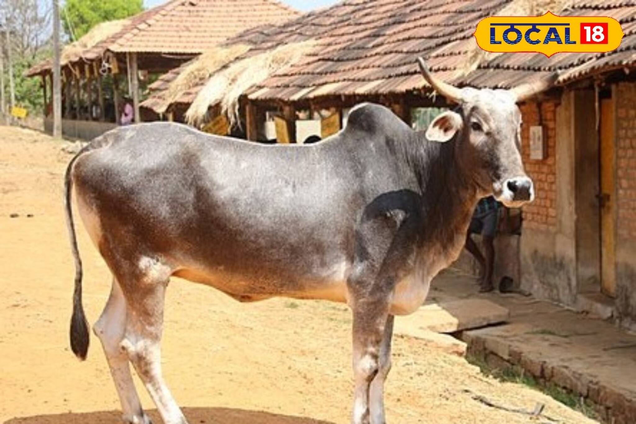 ভোরবেলা গোয়াল খুলতেই চোখে পড়ছে সর্বনাশ!