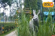 তিন মাস পর খুলল ডুয়ার্সের জঙ্গল, দেখে নিন এবারের নয়া আকর্ষণ!