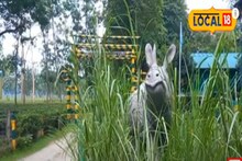 তিন মাস পর খুলল ডুয়ার্সের জঙ্গল, দেখে নিন এবারের নয়া আকর্ষণ!