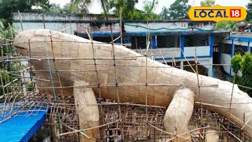 গিরগিটির