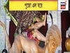 ডোনাল্ড ট্রাম্পের আদলে অসুর, চমক কোন পুজো কমিটির! দেখুন ভিডিও