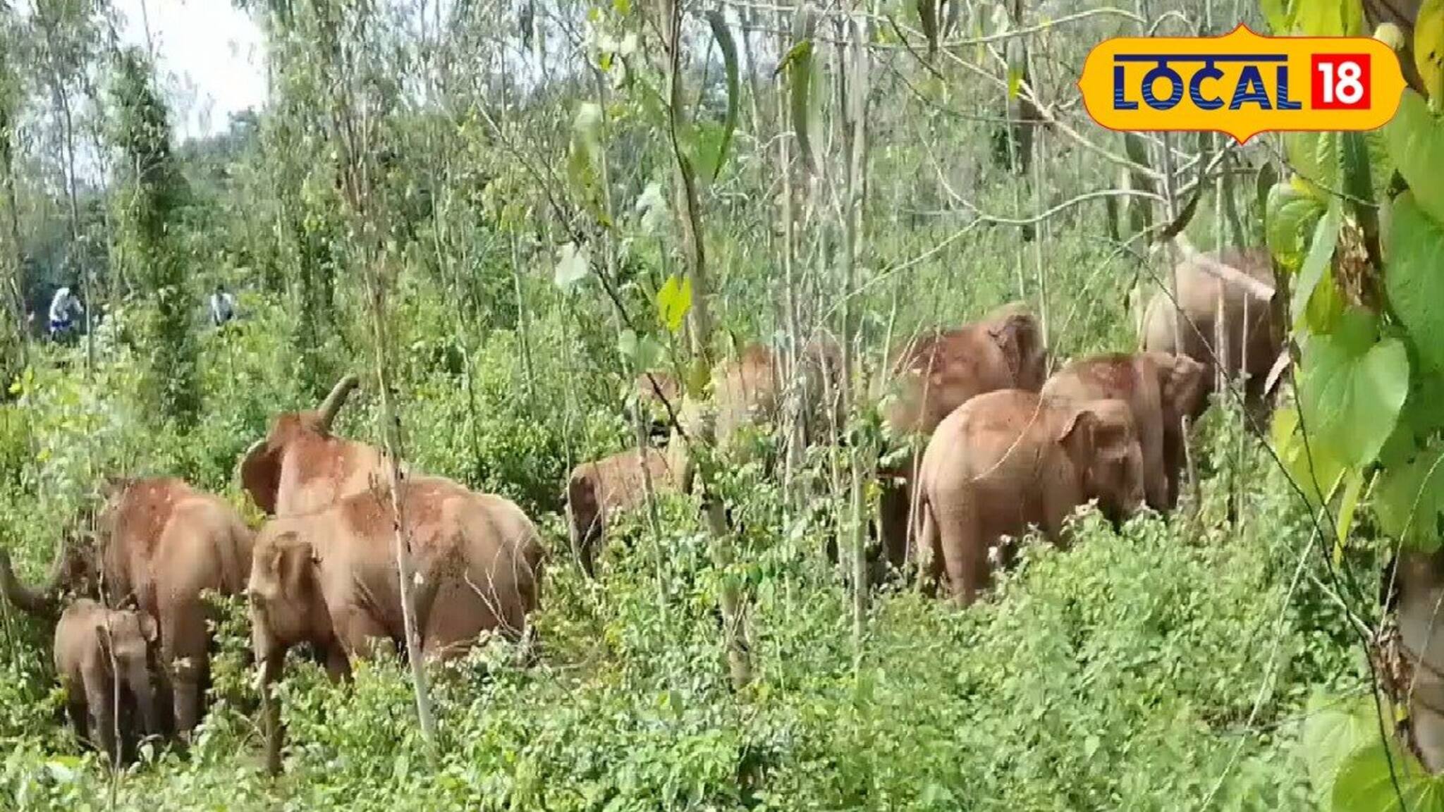 পঙ্গপালের মতো লোকালয়ে ঢুকে পড়েছে তারা! আতঙ্কের মাঝেই ঘটল অঘটন! দাঁতালের হামলায় মৃত্যু