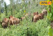 পঙ্গপালের মতো লোকালয়ে ঢুকে পড়েছে তারা! আতঙ্কের মাঝেই ঘটল অঘটন! দাঁতালের হামলায় মৃত্যু