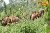 পঙ্গপালের মতো লোকালয়ে ঢুকে পড়েছে তারা! আতঙ্কের মাঝেই ঘটল অঘটন