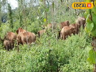 ঝাড়গ্রামে হাতির হামলায় মৃত্যু এক ব্যক্তির