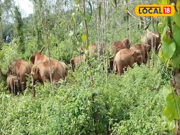 ঝাড়গ্রামে হাতির হামলায় মৃত্যু এক ব্যক্তির