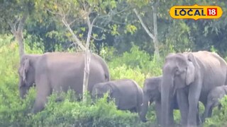 নকশালবাড়ি হাতি চেনানোর কর্মশালা