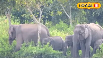 নকশালবাড়ি হাতি চেনানোর কর্মশালা নকশালবাড়ি হাতি চেনানোর কর্মশালা