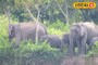 হাতি শান্ত নাকি হিংস্র কীভাবে বুঝবেন? রয়েছে বিশেষ কৌশল
