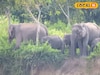 হাতি শান্ত নাকি হিংস্র কীভাবে বুঝবেন? রয়েছে বিশেষ কৌশল