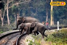 Elephant Death: ট্রেনের ধাক্কায় ফের হাতির মৃত্যু! 'ওই' রেললাইনে বসানোই হয়নি...! বিস্ফোরক অভিযোগে শোরগোল