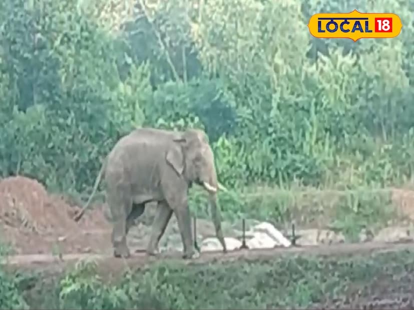 ঝাড়গ্রামে ফের দাঁতালের দাপট। দিন কয়েক আগেই দল বেঁধে হাতি ঢুকে পড়েছিল ঝাড়গ্রামে। গত শুক্রবার মানিকপাড়া এলাকার আখরাশলে হাতির হামলাতেই মৃত্যু হয় এক ব্যক্তির। তাই এদিন দলছুট দুটি দাঁতাল হাতিকে দেখে আগেভাগেই সতর্ক হন স্থানীয় লোকজন। 