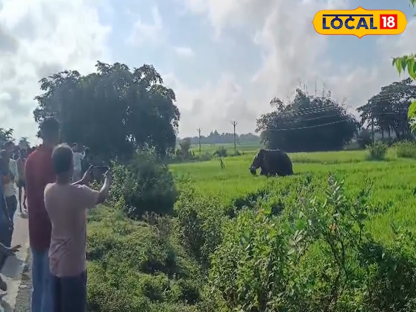 গত কয়েক দিন ধরেই জঙ্গলমহলের বিভিন্ন জায়গায় খাবারের সন্ধানে দাপিয়ে বেরাচ্ছে হাতির দল। পঙ্গপালের মতো লোকালয়ে ঢুকে পড়ছে তারা। দাঁতালদের অবাধ বিচরণে লোকালয়ে ছড়িয়েছে আতঙ্ক। (ছবি ও তথ্য: রাজু সিং) 