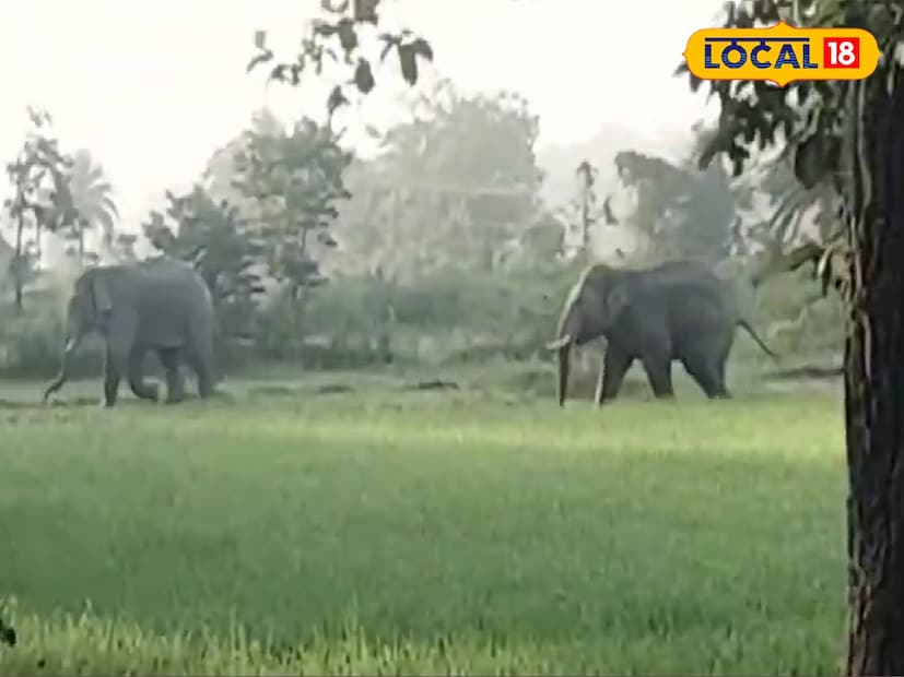 সাত সকালে ঝাড়গ্রামের বরিয়া এলাকায় প্রবেশ করল দলছুট দুটি দাঁতাল হাতি। সকাল সকাল দাঁতালের দর্শনে রীতিমতো আতঙ্কিত হয়ে পড়েন এলাকার পথচলতি মানুষজন। (ছবি ও তথ্য: রাজু সিং)