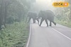 সাত সকালে ঝাড়গ্রামে কী দৃশ্য! দলছুট হাতিরা দখল করল রাজ্য সড়ক