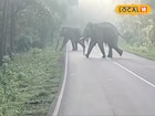 সাত সকালে ঝাড়গ্রামে কী দৃশ্য! দলছুট হাতিরা দখল করল রাজ্য সড়ক