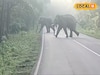 সাত সকালে ঝাড়গ্রামে কী দৃশ্য! দলছুট হাতিরা দখল করল রাজ্য সড়ক