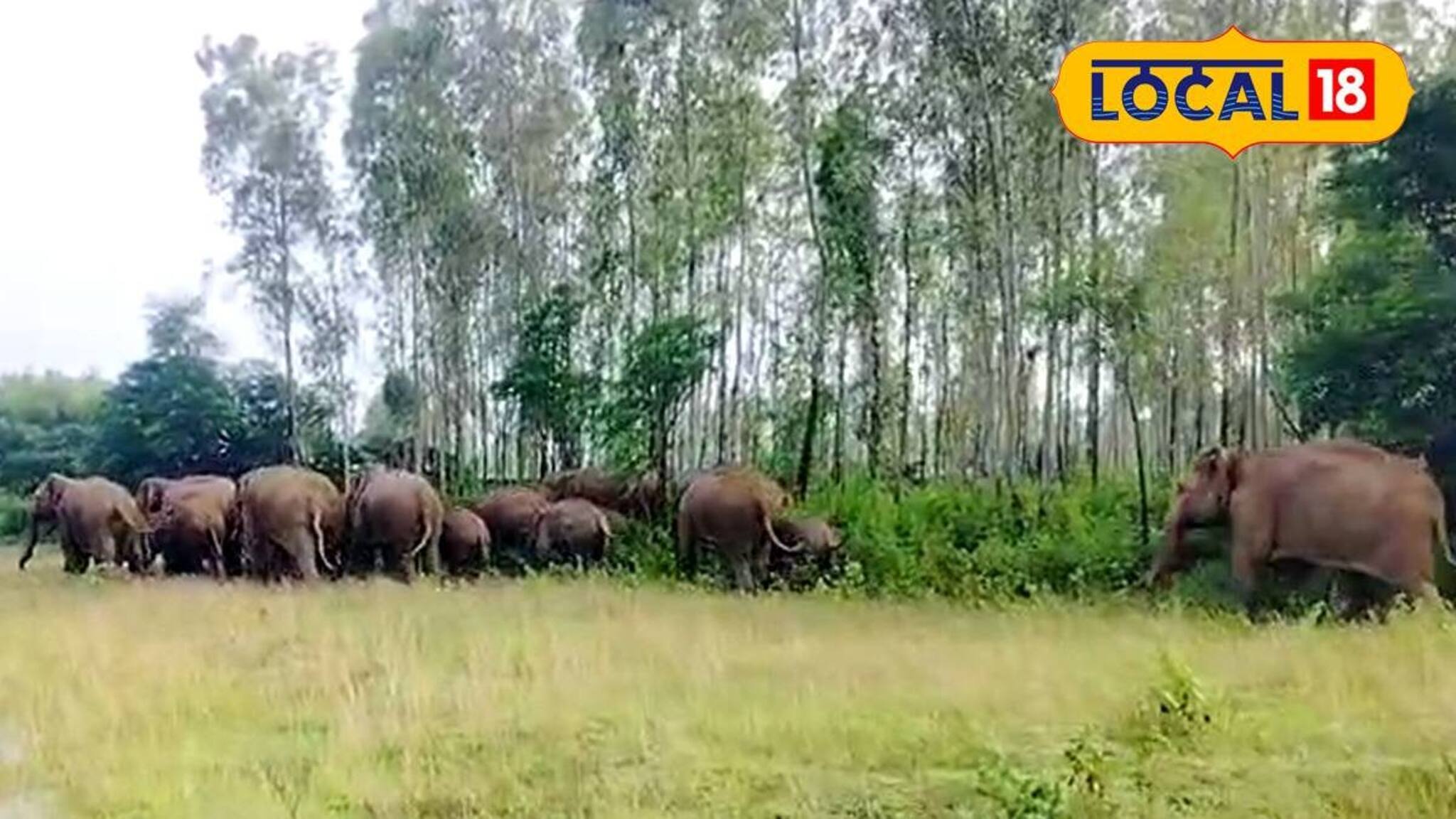 ভরা বর্ষায় খাবারের আকাল! লোকালয়ে ঢুকে পড়ল ৩৫টি দাঁতাল হাতির দল! ভয়ে কাঁটা এলাকাবাসী