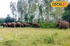 ভরা বর্ষায় খাবারের আকাল! লোকালয়ে ঢুকে পড়ল ৩৫টি দাঁতাল হাতির দল! ভয়ে কাঁটা এলাকাবাসী