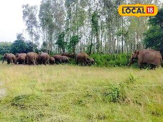 ঝাড়গ্রামে হাতির দলের হানা