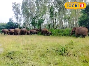 ঝাড়গ্রামে হাতির দলের হানা