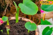 বাড়ির বাগান হবে সবুজে সবুজ, ফুলে ফেঁপে উঠবে ফুল-ফল,মাটিতে ছড়িয়ে দিন এই 'সুপার ফর্মুলা'