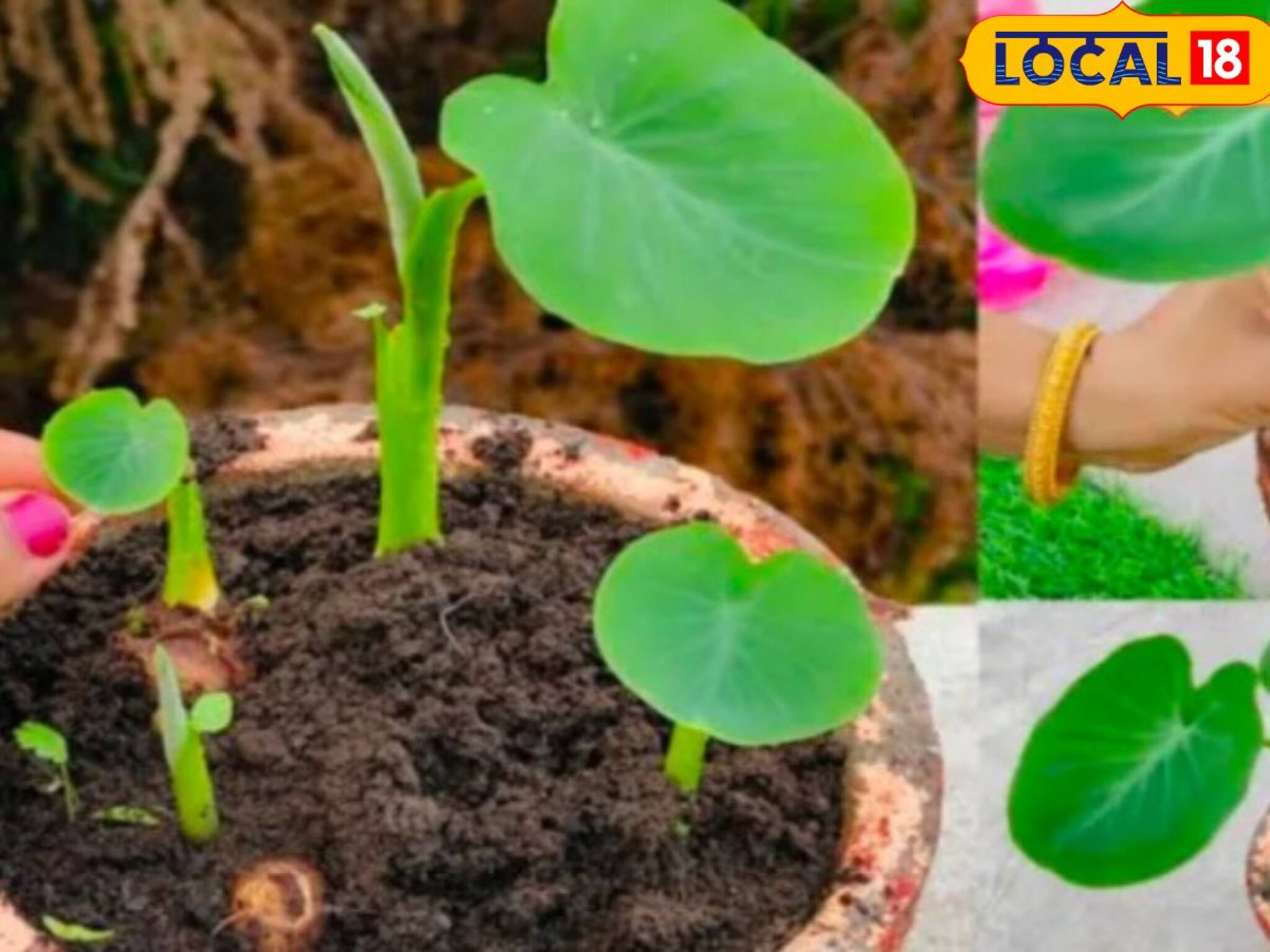 Gardening Tips: বাড়ির বাগান হবে সবুজে সবুজ, ফুলে ফেঁপে উঠবে ফুল-ফল, মাটিতে ছড়িয়ে দিন এই 'সুপার ফর্মুলা'