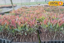 শাল-সেগুন ভুলে যান, খেতের ধার ঘেঁষে লাগালেও হবেন কোটিপতি ! দেখে নিন কী করতে হবে