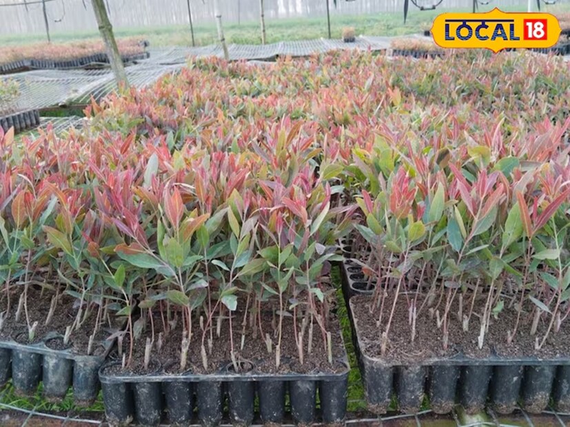 যদি ৫ বছর অপেক্ষা করা যায়, তাহলেই ইউক্যালিপটাস চাষ থেকে লক্ষ লক্ষ টাকা আয় করা সম্ভব। শুধু তাই নয়, এই চাষে বার বার অর্থ বিনিয়োগ করার দরকার নেই, কারণ নতুন গাছগুলো শিকড় থেকে স্বয়ংক্রিয়ভাবে গজায়।